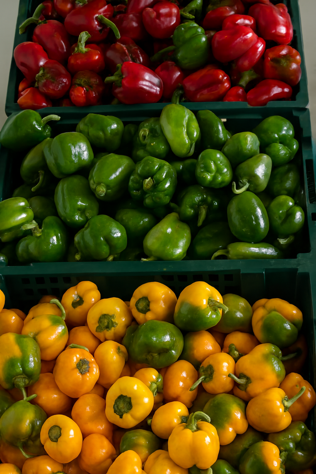 Megaplus Farm - Slide 1